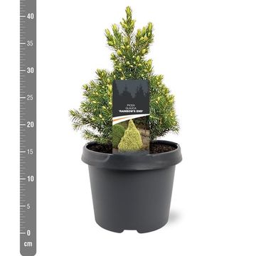 Picea glauca 'Rainbow's End'