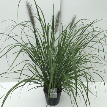 Pennisetum alopecuroides 'Red Head'