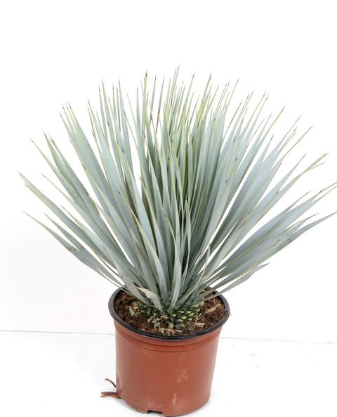 Yucca rostrata