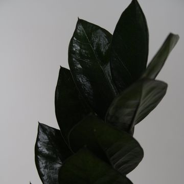 Zamioculcas zamiifolia SUPER NOVA