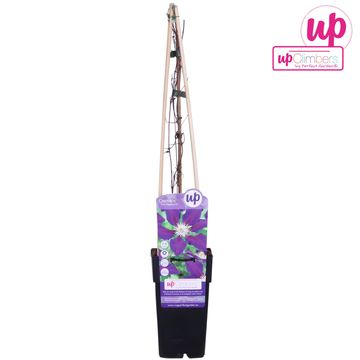 Clematis 'The Vagabond' (EL)