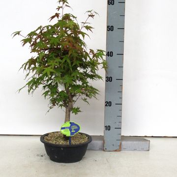 Acer palmatum 'Deshôjô'