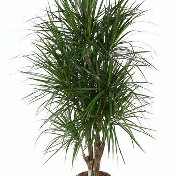 Dracaena marginata