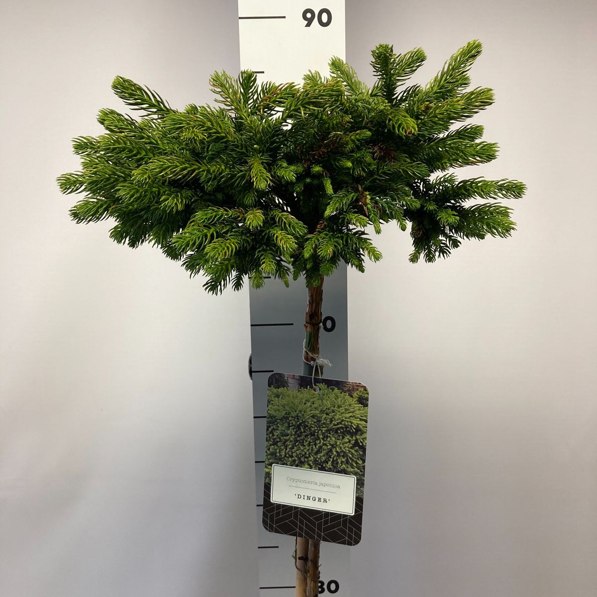 Cryptomeria Japonica Dinger Plant Wholesale FlorAccess cryptomeria-japonica-dinger-plant-wholesale-floraccess
