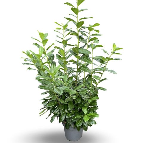 Prunus laurocerasus 'Novita'