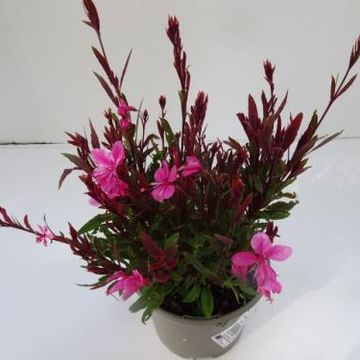 Gaura lindheimeri 'Rosea'