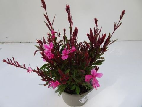 Gaura lindheimeri 'Rosea'