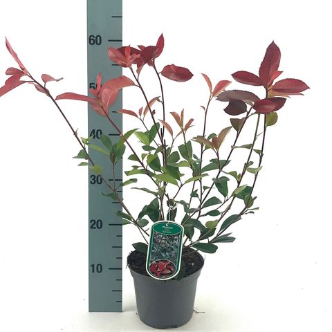 Photinia x fraseri 'Red Robin'