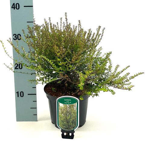 Lonicera nitida TIDY TIPS