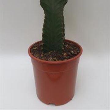 Euphorbia ingens