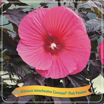 Hibiscus moscheutos CAROUSEL PINK PASSION