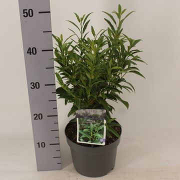 Prunus laurocerasus SOFIA