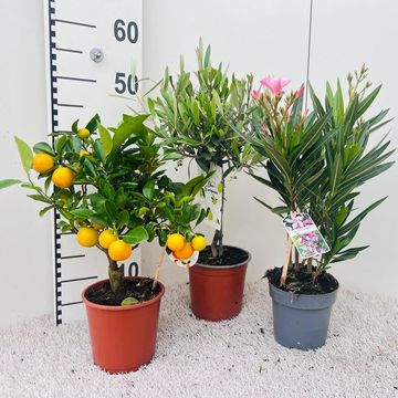 Citrus & Olea MIX