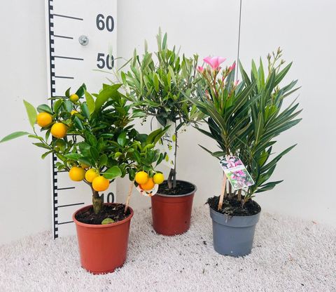 Citrus & Olea MIX
