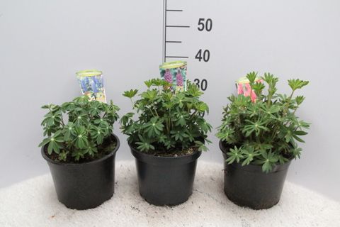 Lupinus WEST COUNTRY SALMON STAR