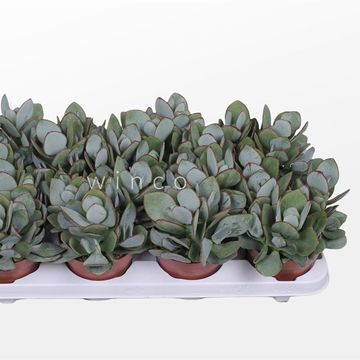 Crassula arborescens