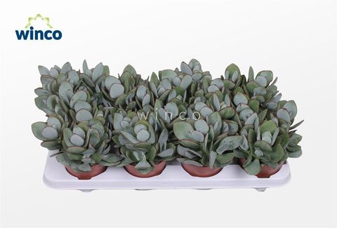 Crassula arborescens