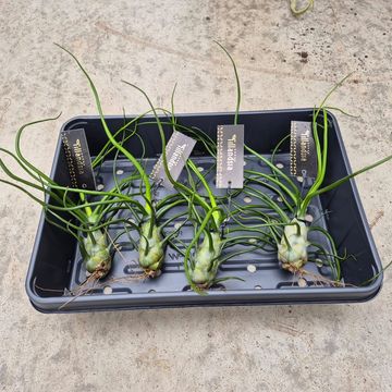 Tillandsia bulbosa