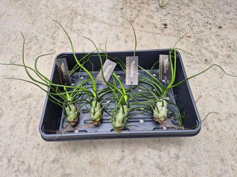 Tillandsia bulbosa