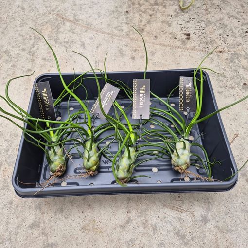 Tillandsia bulbosa