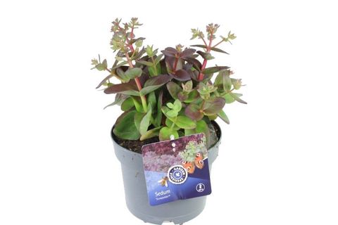 Sedum 'Mojave Jewels Sapphire'