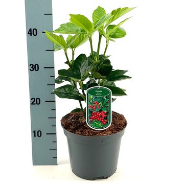 Aucuba japonica 'Rozannie'