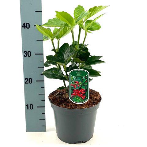 Aucuba japonica 'Rozannie'