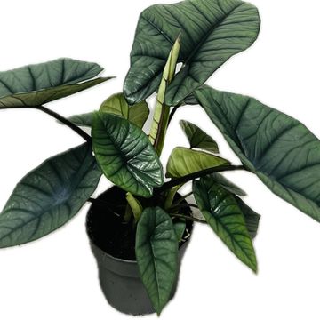 Alocasia 'Platinum'