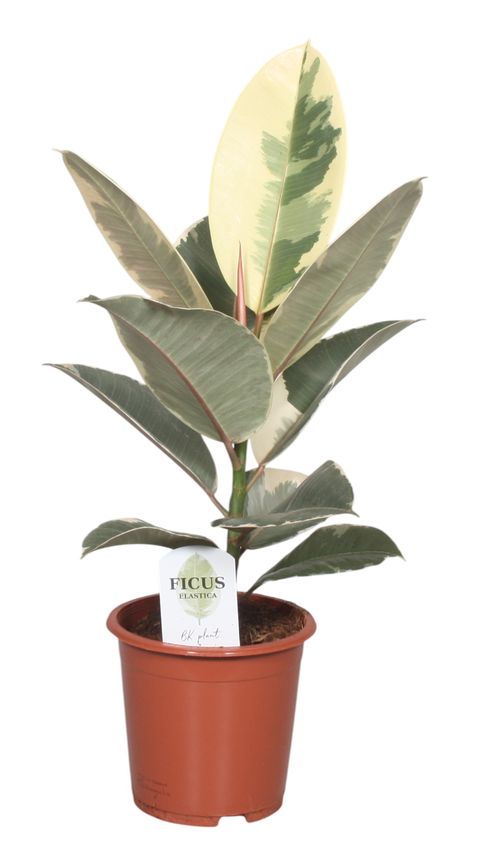 Ficus elastica 'Tineke'