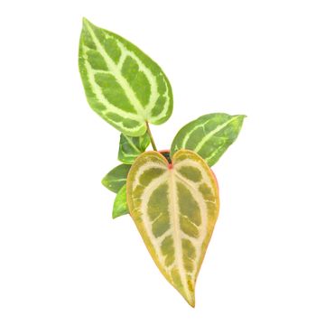 Anthurium 'Snow Queen'