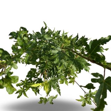 Acer palmatum 'Sangokaku'