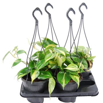 Filodendron scandens 'Brasil'