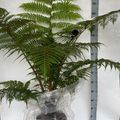 Cyathea cooperi