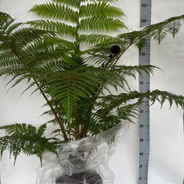 Cyathea cooperi