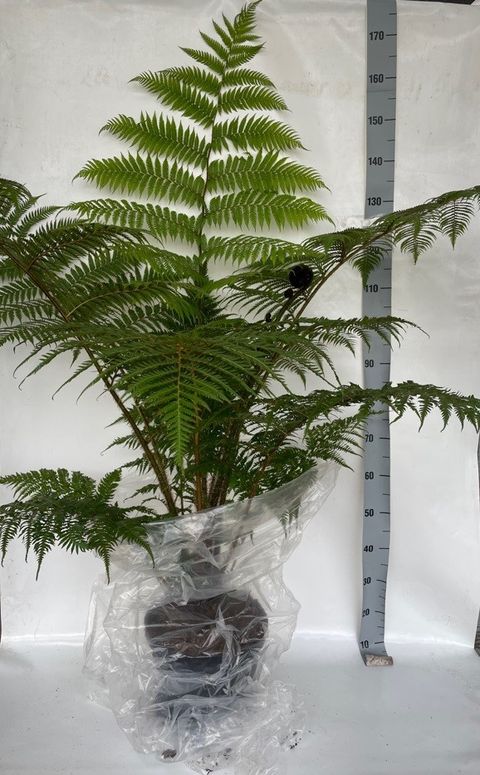 Cyathea cooperi