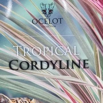 Cordyline australis 'Can Can'