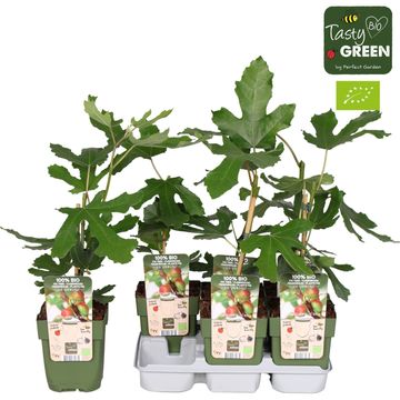 Ficus carica LITTLE MISS FIGGY
