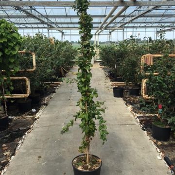 Abeliophyllum distichum