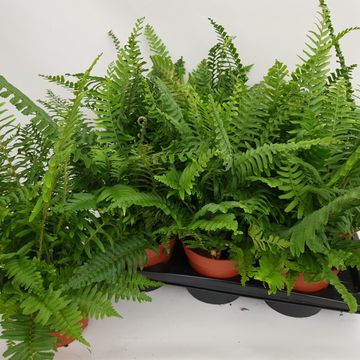 Athyrium spicatum