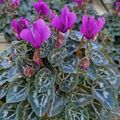 Cyclamen persicum SUPER SERIE DRAGON BLUE
