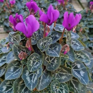 Cyclamen persicum SUPER SERIE DRAGON BLUE