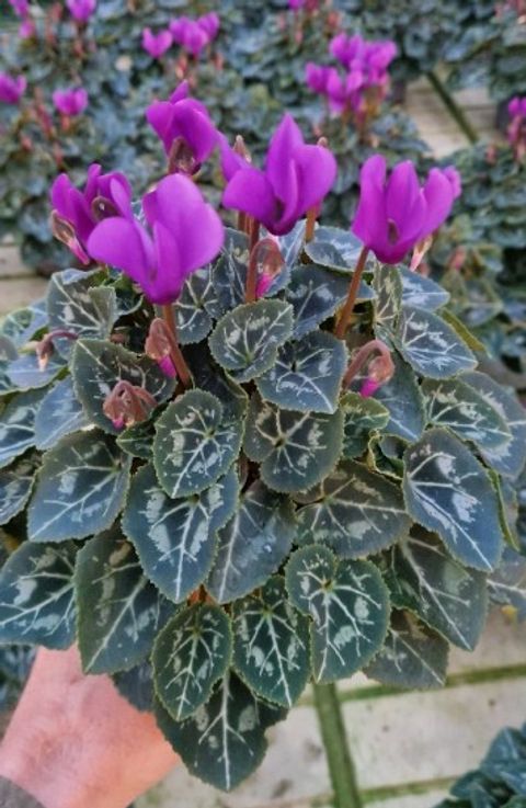 Cyclamen persicum SUPER SERIE DRAGON BLUE