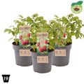 Rubus idaeus TWOTIMER SUGANA RED