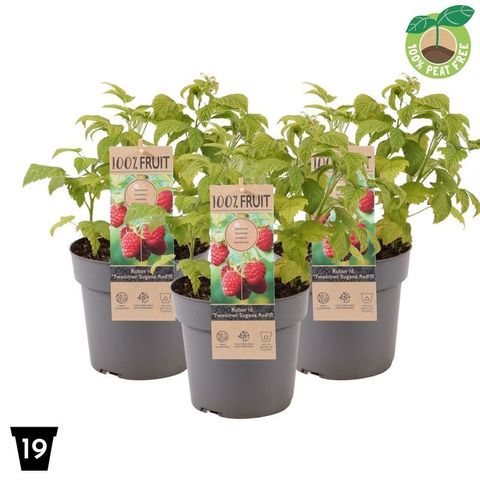 Rubus idaeus TWOTIMER SUGANA RED