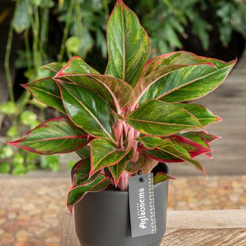 Aglaonema 'Jungle Red'