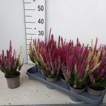 Calluna vulgaris BEAUTY LADIES MIX IN POT