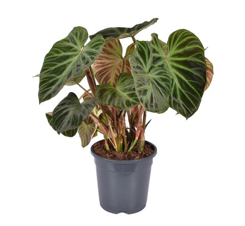 Philodendron verrucosum 'Incensi'
