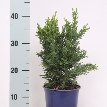 Chamaecyparis obtusa 'Draht'