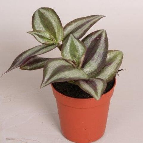 Tradescantia pallida 'Purple Heart' — Plant Wholesale FlorAccess