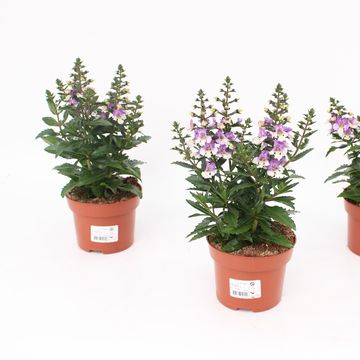 Angelonia ANGELMIST LAVENDER BICOLOR